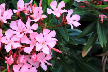 En iyi pembe zakkum çiçekleri, bahar aylarında açan Nerium zakkum. İlaç farmakolojisi için küçük zehirli bitki çalıları. Pembe yaz bahçesi arka planı