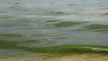 Küresel çevre kirliliği, yosunlu kirli yeşil su, kötü ekoloji. Su çiçeği, fitoplankton üremesi, denizde, gölde, nehirde algler. 