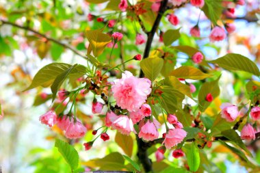 Bahçedeki ilk Japon kiraz ağacı yaprakları ve çiçekleri. Kadınlar Anneler Günü 'nde Bud. Pembe sakura doğal arkaplanı sever.
