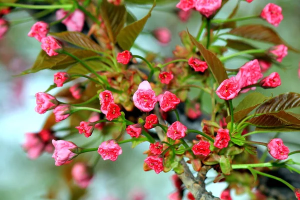 Bahçedeki ilk Japon kiraz ağacı yaprakları ve çiçekleri. Kadınlar Anneler Günü 'nde Bud. Pembe sakura doğal arkaplanı sever.
