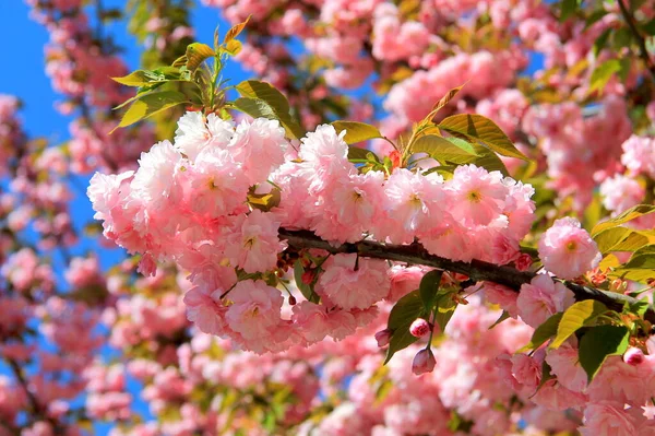 Bahçedeki ilk Japon kiraz ağacı yaprakları ve çiçekleri. Kadınlar Anneler Günü 'nde Bud. Pembe sakura doğal arkaplanı sever.