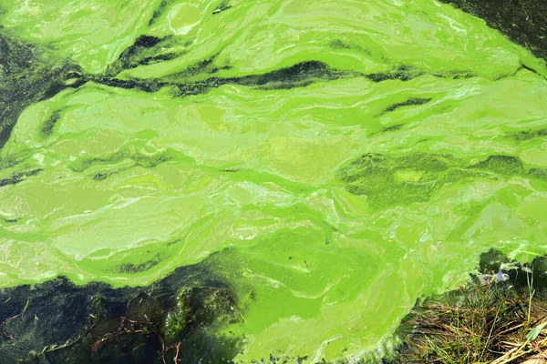 Wereldwijde Milieuvervuiling Vuil Groen Water Algenbloei Fytoplanktonvervuiling Algen Het Meer — Stockfoto