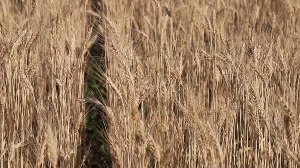 Uszy Pszenicy Żółtym Tle Pola Natura Bogate Letnie Zbiory Przemysł — Wideo stockowe