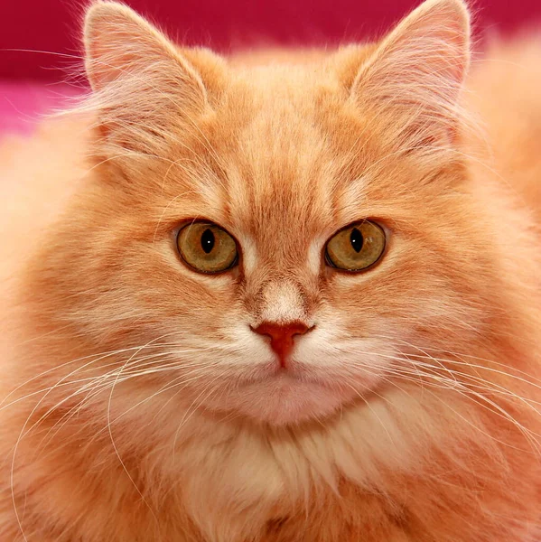 Evcil Kırmızı Kedi Kanepede Yatıyor Yakın Plan Güzel Evcil Kedi — Stok fotoğraf