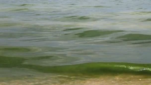 環境汚染 藻類と汚れた緑色の水 水の花 植物プランクトンの繁殖 海の藻類 貧しい生態系 — ストック動画