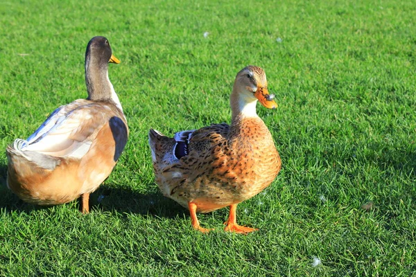 Grandes Hermosos Patos Amarillos Están Caminando Sobre Césped Verde Aves —  Fotos de Stock