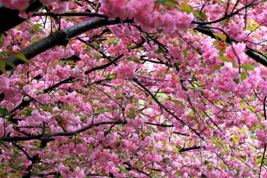 Bahçedeki ilk Japon kiraz ağacı yaprakları ve çiçekleri. Kadınlar Anneler Günü 'nde Bud. Pembe sakura doğal arkaplanı sever.