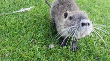 Uzun siyah kürklü Nutria, su samuru, bataklık kunduzu nehre yakın yeşil bir çimenlikte yürüyor. Parktaki hayvan su faresi, hayvanat bahçesi, yazın orman..