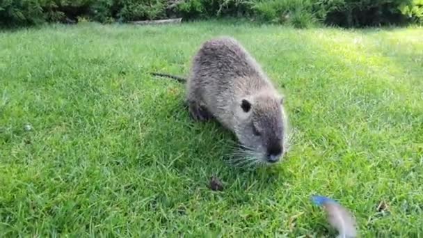 Nutria Long Black Fur Otter Swamp Beaver Walks Green Lawn — стоковое видео