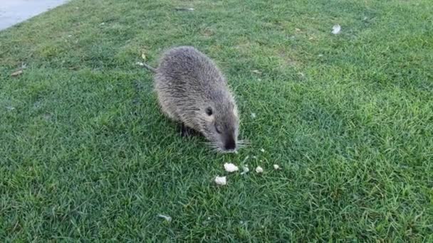 Nutria Mit Langem Schwarzem Fell Fischotter Sumpfbiber Spaziert Auf Einer — Stockvideo