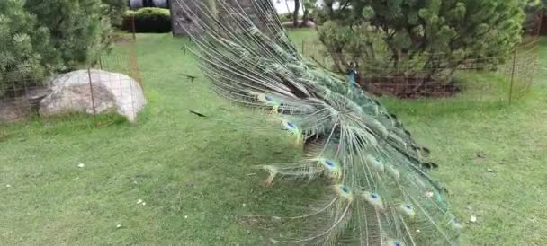 Belo Pavão Jovem Espalha Sua Cauda Grama Verde Pavão Azul — Vídeo de Stock