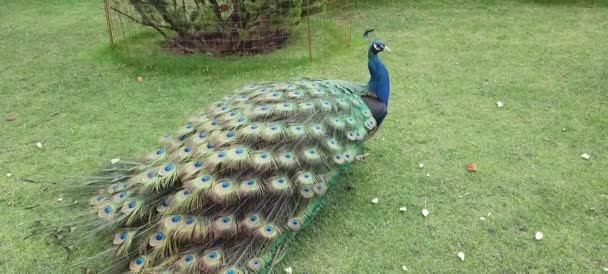 一只漂亮的孔雀把尾巴铺在绿草上 蓝色孔雀在公园 动物园 农场展示华丽的羽毛和舞姿 — 图库视频影像