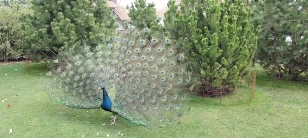 一只漂亮的孔雀把尾巴铺在绿草上 蓝色孔雀在公园 动物园 农场展示华丽的羽毛和舞姿 — 图库视频影像