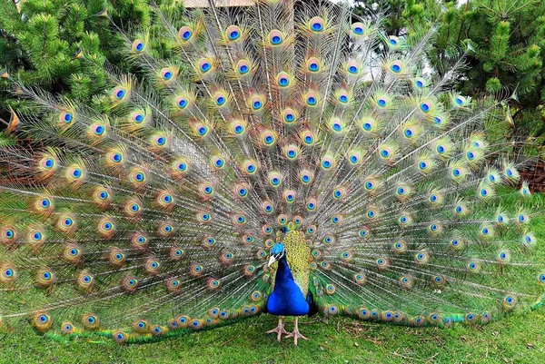 Bright Blue Beautiful Peacock Long Tail Multi Colored Feathers Dances — стоковое фото