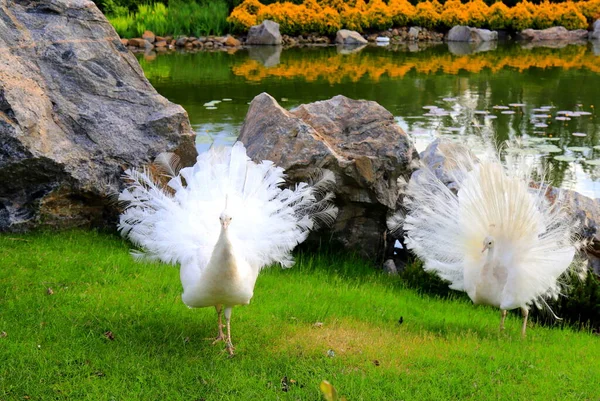 2 Gorgeous young peacock spread its tail on grass. White peacock dance a marriage dance, show feather in park, zoo