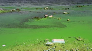 Water covered with green algae. River green algae bloom background. Global environmental pollution. Dirty waters in lake, river, bay, pond, pool.