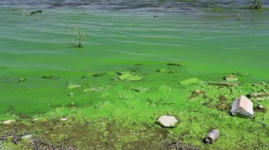Yeşil alglerle kaplı su. Nehir yeşili algler çiçek açar. Küresel çevre kirliliği. Göl, nehir, koy, gölet, havuz.