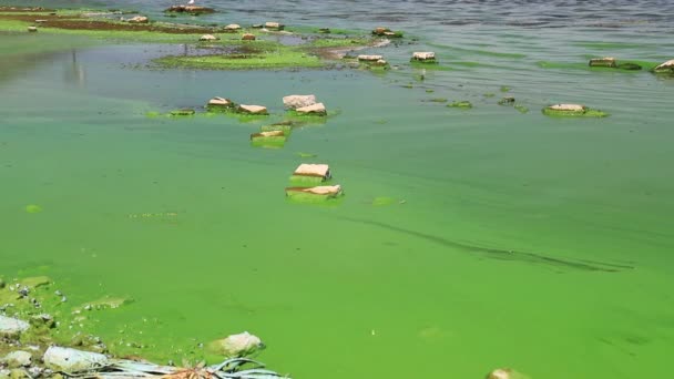 Water Covered Green Algae River Green Algae Bloom Background Global — Video
