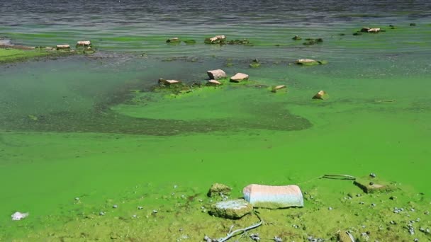 Water Covered Green Algae River Green Algae Bloom Background Global — 비디오