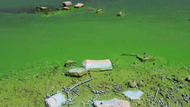 Water Covered Green Algae River Green Algae Bloom Background Global — Vídeos de Stock