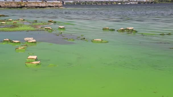 Water Covered Green Algae River Green Algae Bloom Background Global — Video Stock