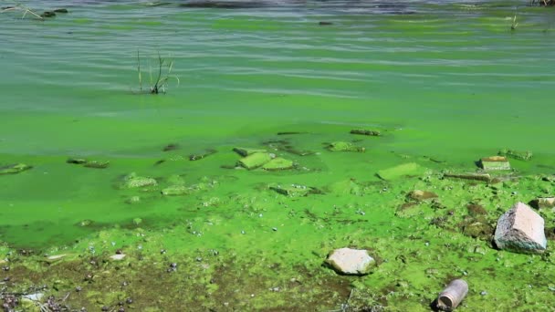 Water Covered Green Algae River Green Algae Bloom Background Global — стоковое видео