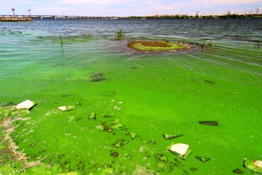 Dirty green waters, wave with algae, problem of environmental pollution. Toxic decaying algae in river wave. Ecological catastrophy