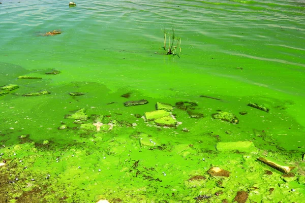 Dirty Green Waters Wave Algae Problem Environmental Pollution Toxic Decaying — Stockfoto