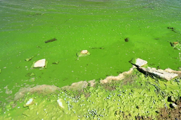 Dirty Green Waters Wave Algae Problem Environmental Pollution Toxic Decaying — Zdjęcie stockowe