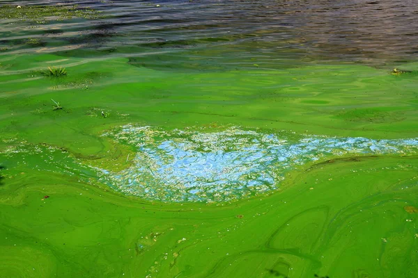 Νερό Καλυμμένο Πράσινα Φύκια Πράσινα Φύκια Ανθίζουν Παγκόσμια Ρύπανση Του — Φωτογραφία Αρχείου