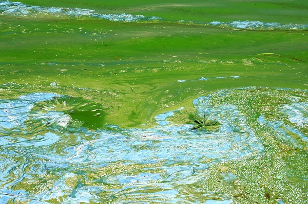 Water Covered Green Algae River Green Algae Bloom Background Global — Zdjęcie stockowe