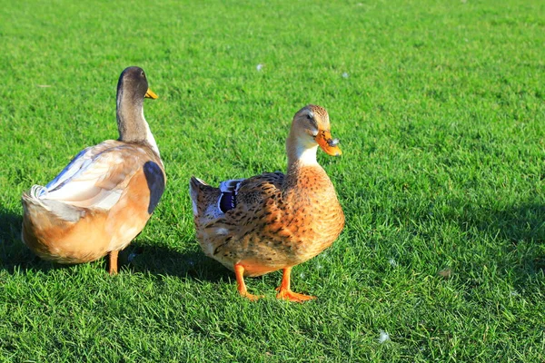 Large Beautiful yellow ducks are walking on the green lawn. Poultry, farm in the village. Big waterfowl birds, Duck meat, food. Bird hunting.