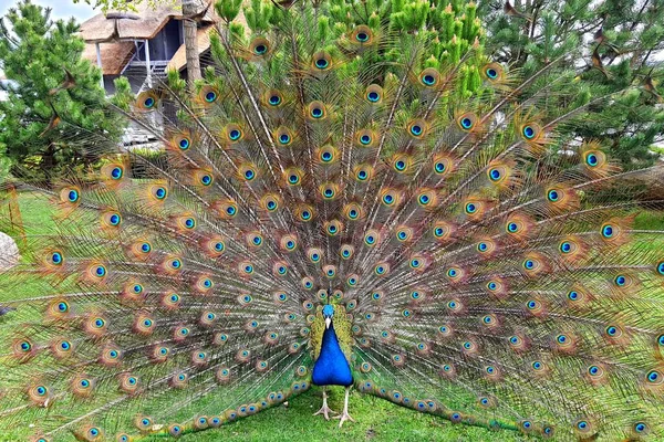 A bright blue beautiful peacock with long tail and feathers dances mating dance in park, zoo. Peacock feather background. Nature walks in summer and spring