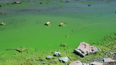 Water covered with green algae. River green algae bloom background. Global environmental pollution. Dirty waters in lake, river, bay, pond