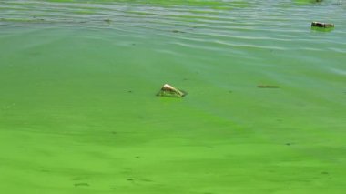 Water covered with green algae. River green algae bloom background. Global environmental pollution. Dirty waters in lake, river, bay, pond