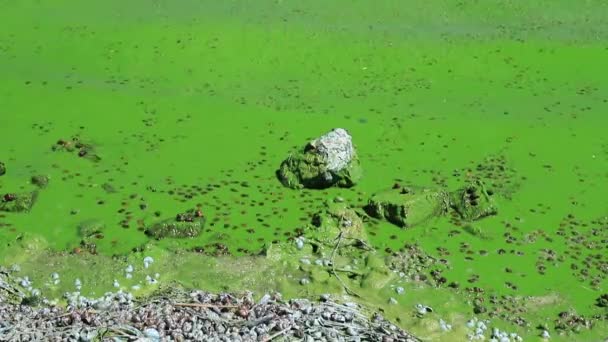 Вода Покрыта Зелеными Водорослями Ривер Зеленые Водоросли Цветут Фон Глобальное — стоковое видео