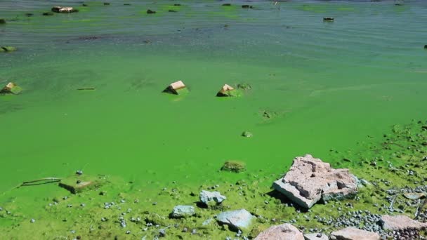 Water Covered Green Algae River Green Algae Bloom Background Global — Video