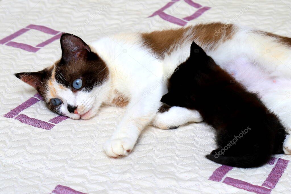Black and white cat feeds a small newborn kitten. Lactating cat with baby