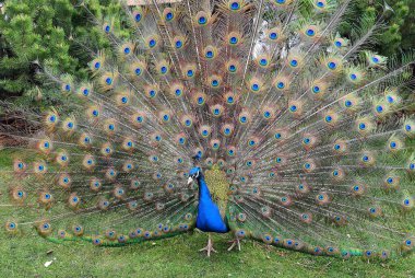 A bright blue beautiful peacock with long tail and feathers dances mating dance in park, zoo. Peacock feather background. Nature walks in summer and spring