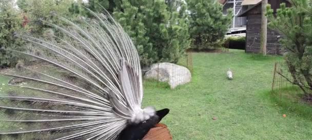 Bright Blue Beautiful Peacock Long Tail Feathers Dances Mating Dance — Stock Video