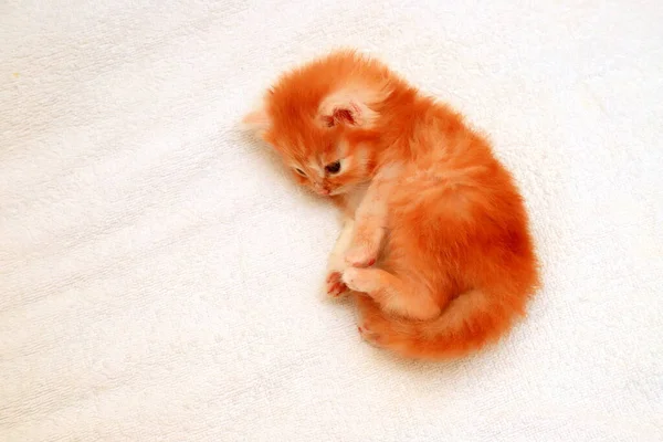 Ginger Kitten Kleine Pasgeboren Langharige Kat Een Witte Achtergrond Rood — Stockfoto