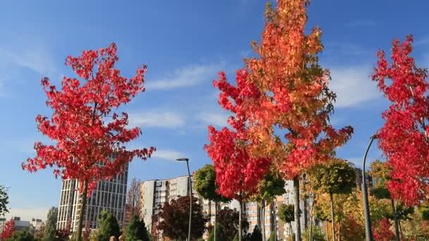 Herbstgelbe Orangenbäume Und Blätter Schöner Laubfall Park Und Straße Der — Stockvideo