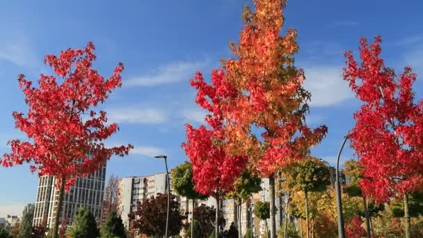 Jesienno Żółte Pomarańczowe Drzewa Liście Piękny Upadek Liścia Parku Ulicy — Wideo stockowe
