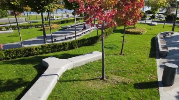 Herbstgelbe Orangenbäume Und Blätter Schöner Laubfall Park Und Straße Der — Stockvideo