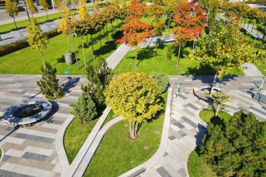 Sarı portakal ağaçları ve yapraklar. Sonbahar sokak parkı, Dnipro, Dnepr Ukrayna 'da manzara tasarımı, hava fotoğrafçılığı..
