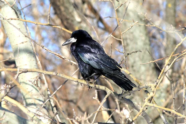 Ein Schwarzer Rabe Sitzt Halloween Herbstwald Schwarzer Vogel Auf Einem — Stockfoto
