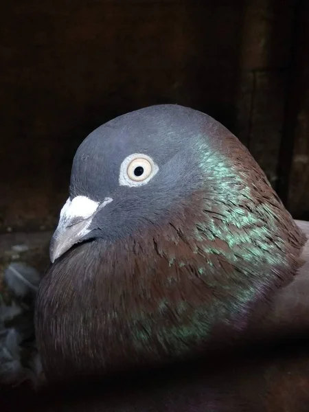 Tumbler Pigeons Also Known Sabja Varieties Domesticated Pigeons Descendant Rock —  Fotos de Stock