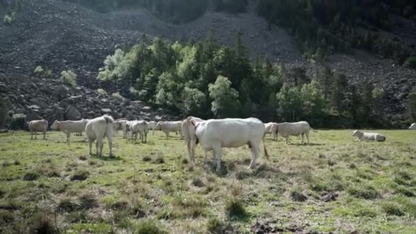 明るい晴れた日にフランスのピレネー山脈の山岳地帯の緑の芝生の牧草地で放牧した後 リラックスした牛のグループの静的なショット 水平4Kビデオ — ストック動画