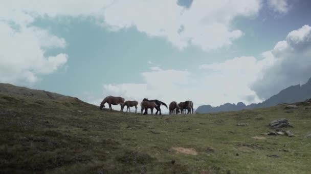 Veduta Statica Dei Cavalli Impegnati Sgranocchiare Erba Lungo Campi Pascolo — Video Stock