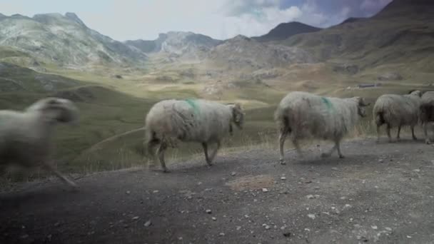 曇り空の日にフランスのピレネー山脈でAyous湖による放牧フィールドにつながる道路の脇を歩く羊の群れの眺め 水平4Kビデオ — ストック動画